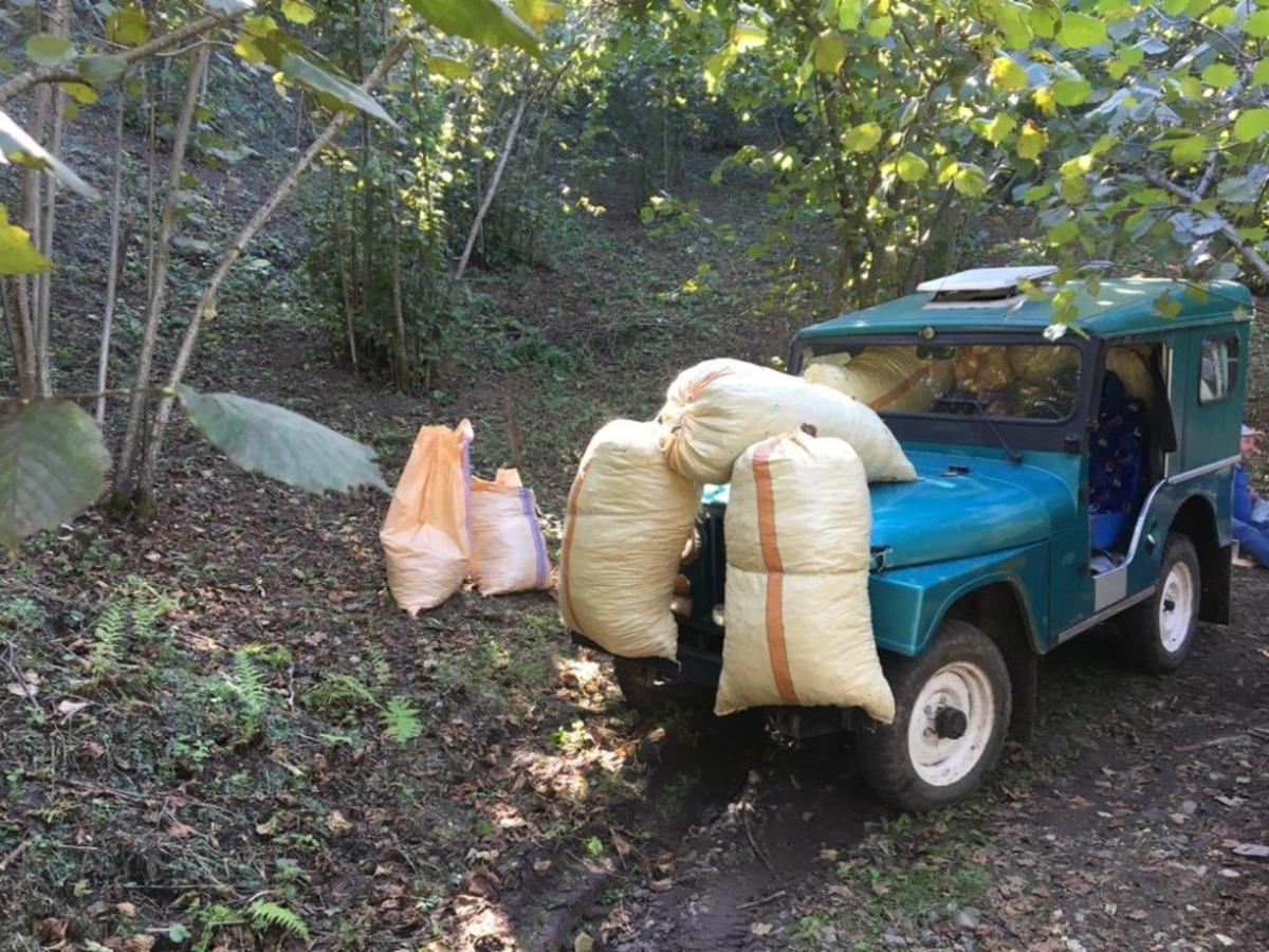 Hasat edilen fındık, eski arazi cipleri ile taşınıyor