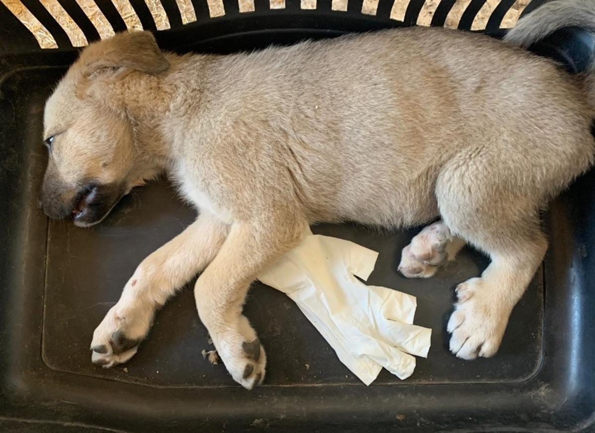 Ara&ccedil;ların &ccedil;arptığı yavru k&ouml;pekler tedavi altına alındı