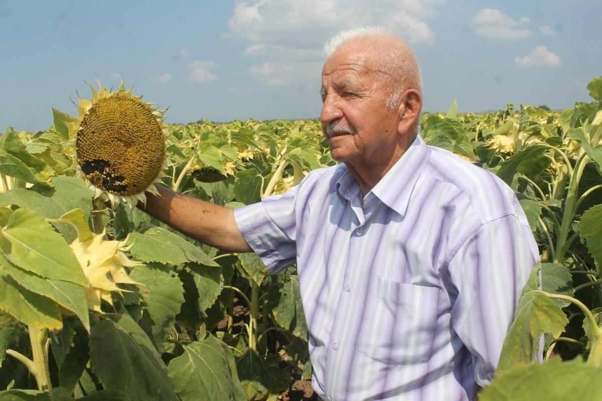 Ay&ccedil;i&ccedil;eğinde fiyatlar &uuml;reticiyi sevindirdi