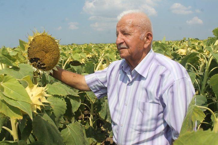 Ayçiçeğinde fiyatlar üreticiyi sevindirdi G1