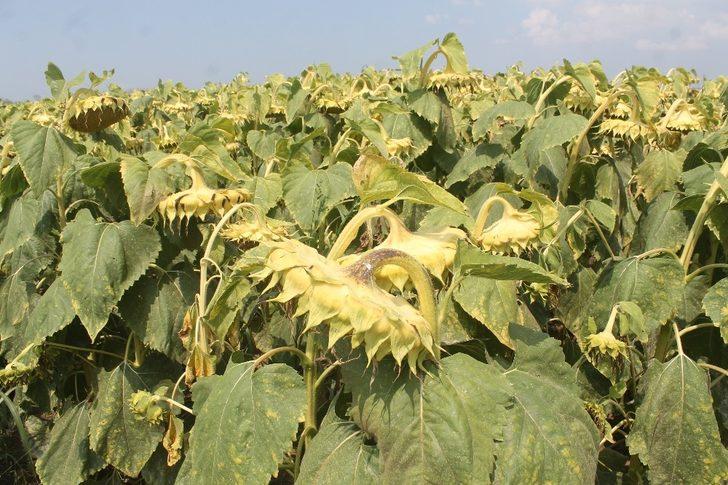 Ayçiçeğinde fiyatlar üreticiyi sevindirdi G2