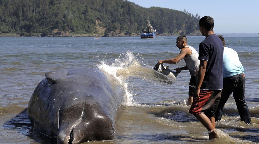 &ldquo;NATO tatbikatı nadir g&ouml;r&uuml;len balinaların kıyıya vurmasına neden oldu"