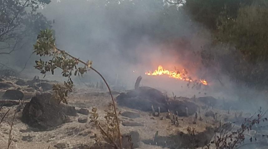 Söke’de yine yangın; 5 dönüm arazi kül oldu