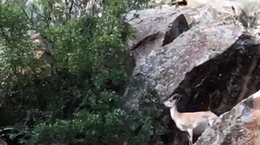 Erzurum'da il&ccedil;eye inen dağ ke&ccedil;ileri b&ouml;yle g&ouml;r&uuml;nt&uuml;lendiler