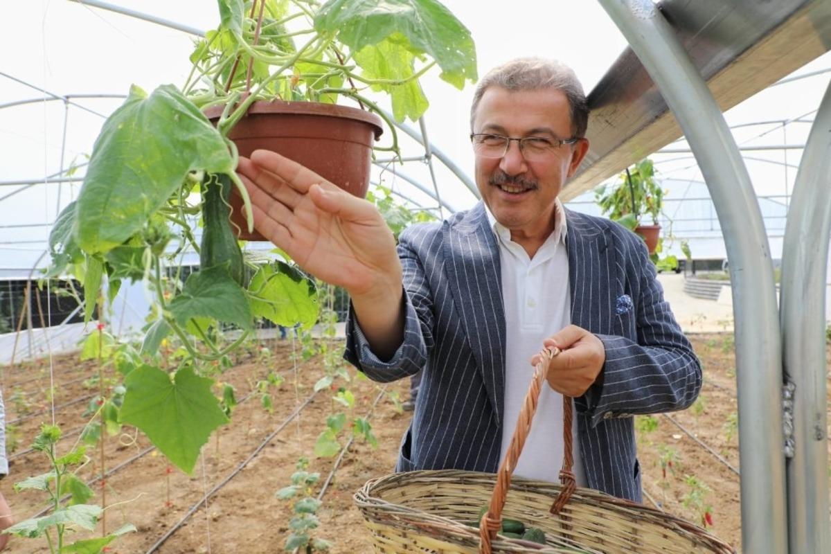 Ey&uuml;psultan&rsquo;da serada ilk hasat yapıldı