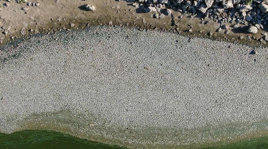 Bursa’da çevre felaketi... Su daha da azaldı balık ölümleri katlandı