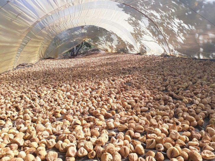 Toprakta kurutma aflatoksine neden oluyor G2