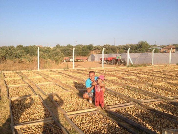 Toprakta kurutma aflatoksine neden oluyor G3