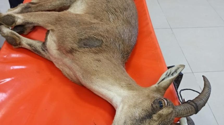 Ayağı kırılan yaban ke&ccedil;isi tedavi altına alındı