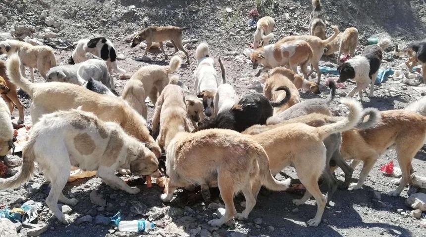 Hakkari&rsquo;de sokak hayvanlarına şefkat eli