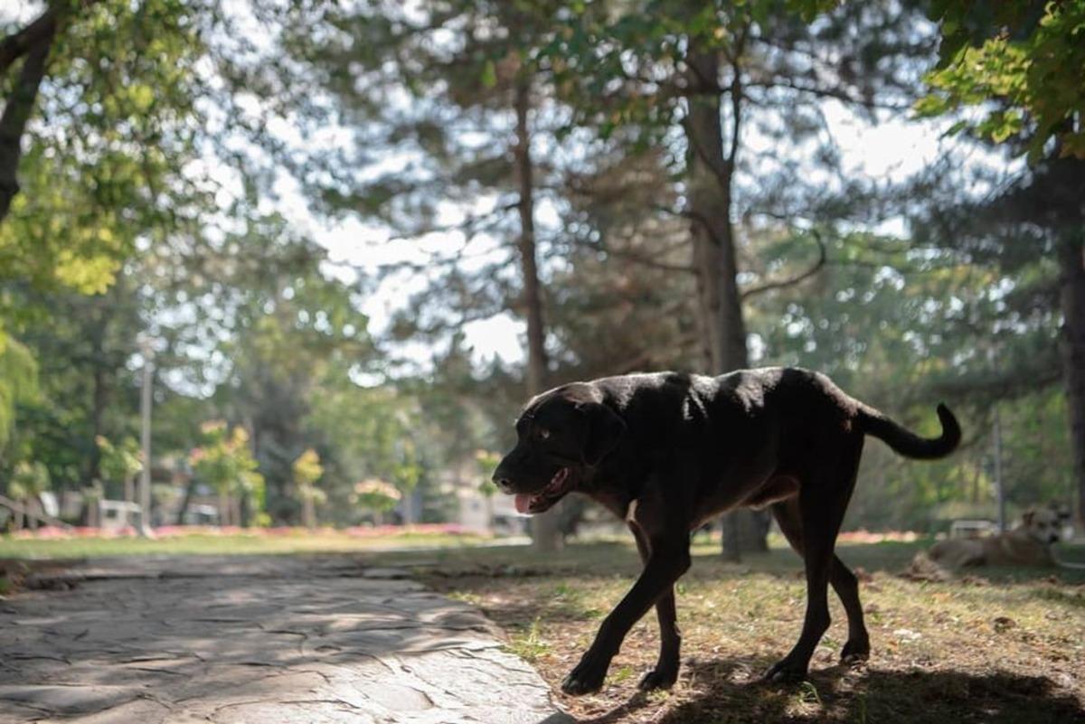 Kamp&uuml;steki hayvan dostları &ouml;ğrencileri &ouml;zl&uuml;yor