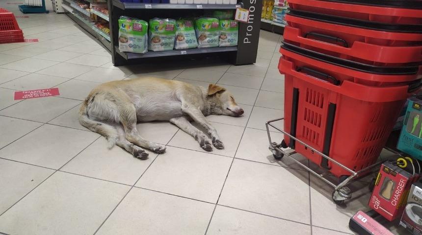 Sıcaktan bunalan k&ouml;pek soluğu markette aldı