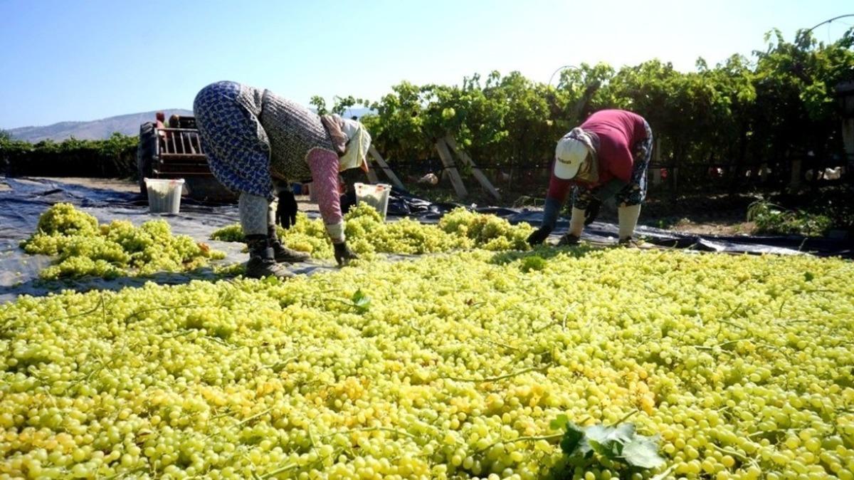 Yaş &uuml;z&uuml;m &uuml;reticileri kurutmalık &uuml;z&uuml;me y&ouml;neldi