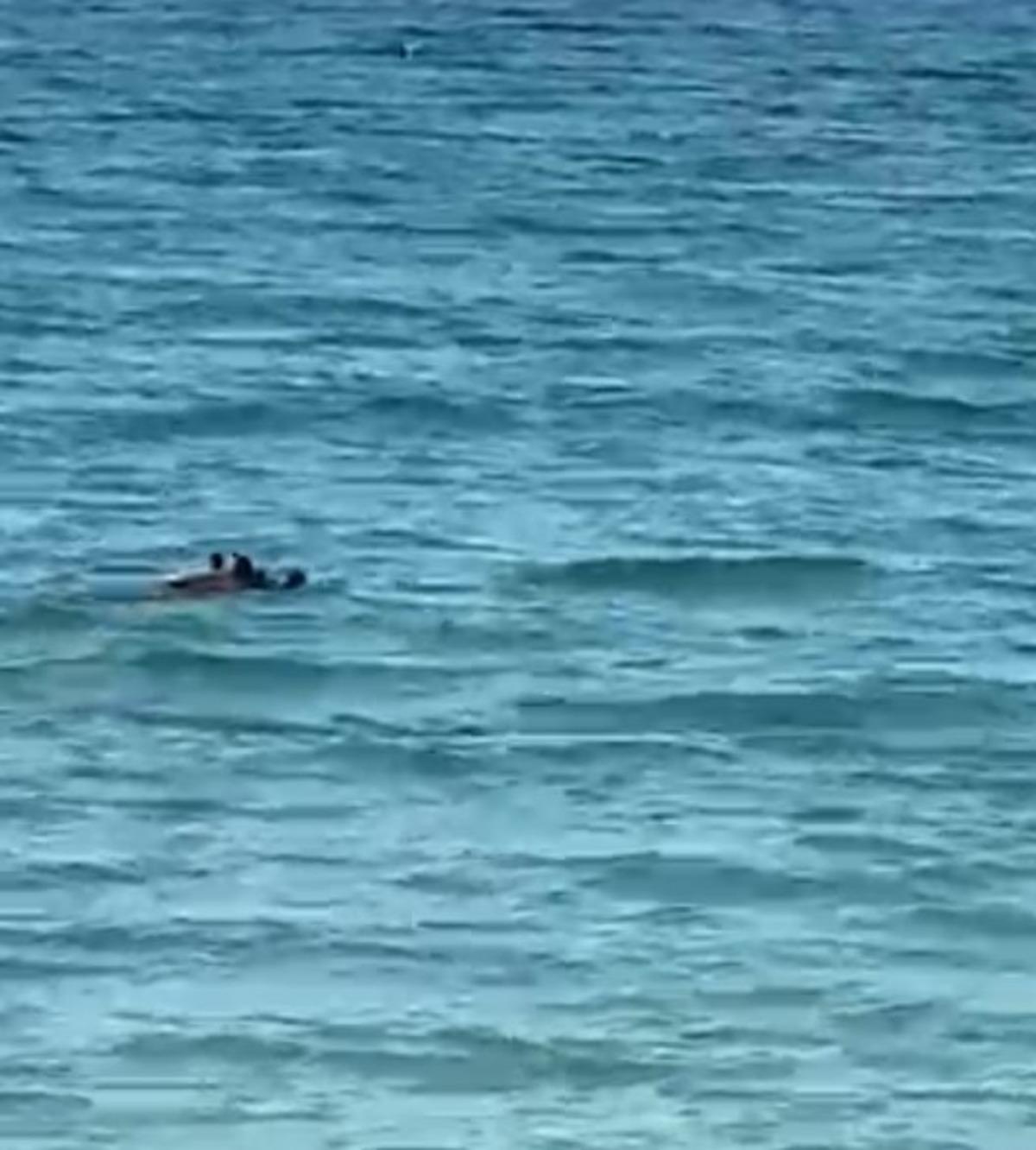 Sıcaktan bunalan domuzun deniz keyfi