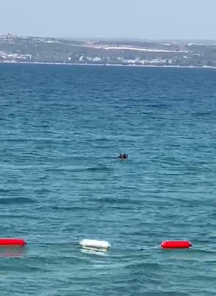 Sıcaktan bunalan domuzun deniz keyfi G2