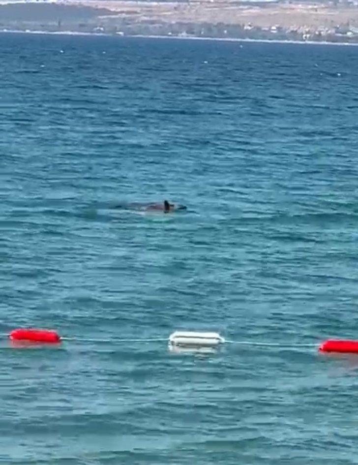 Sıcaktan bunalan domuzun deniz keyfi G4