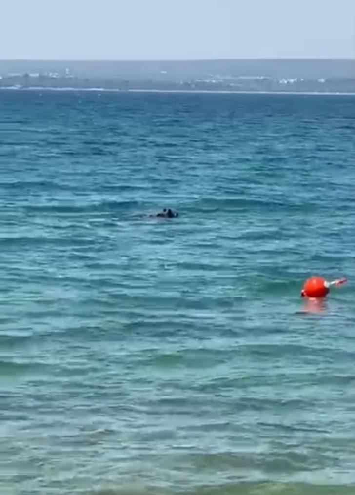 Sıcaktan bunalan domuzun deniz keyfi G5