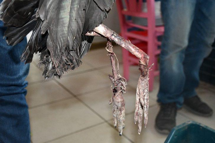 Söke’de Kara Leylek acımasızların kurbanı oldu G2