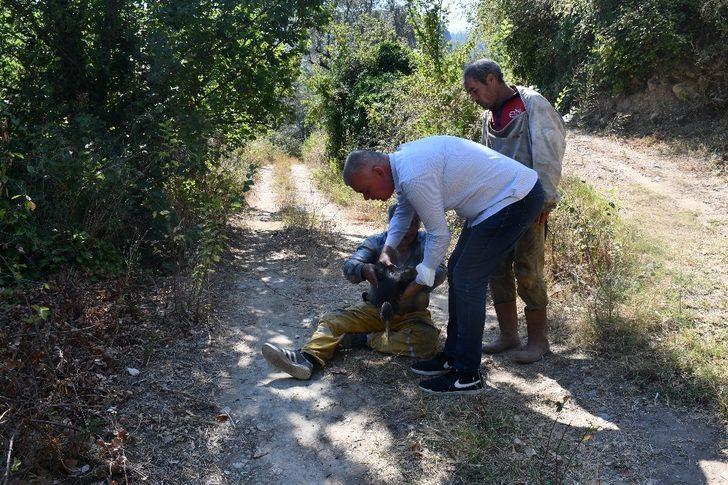 Söke’de Kara Leylek acımasızların kurbanı oldu G3