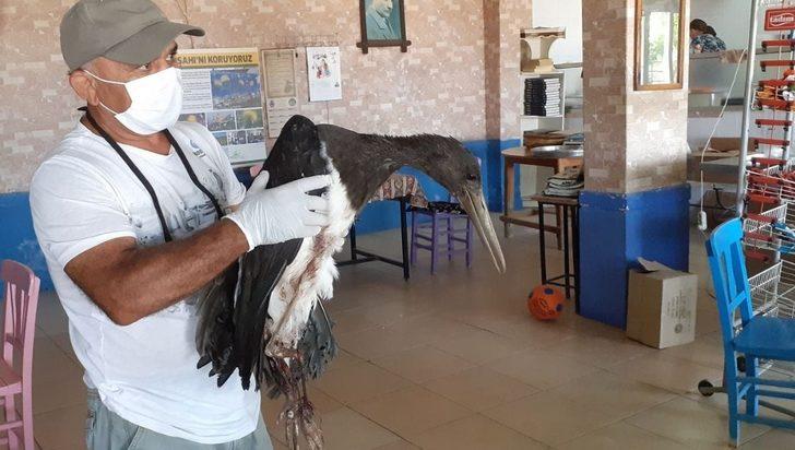 Söke’de Kara Leylek acımasızların kurbanı oldu G4