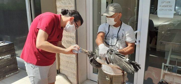 Söke’de Kara Leylek acımasızların kurbanı oldu G5