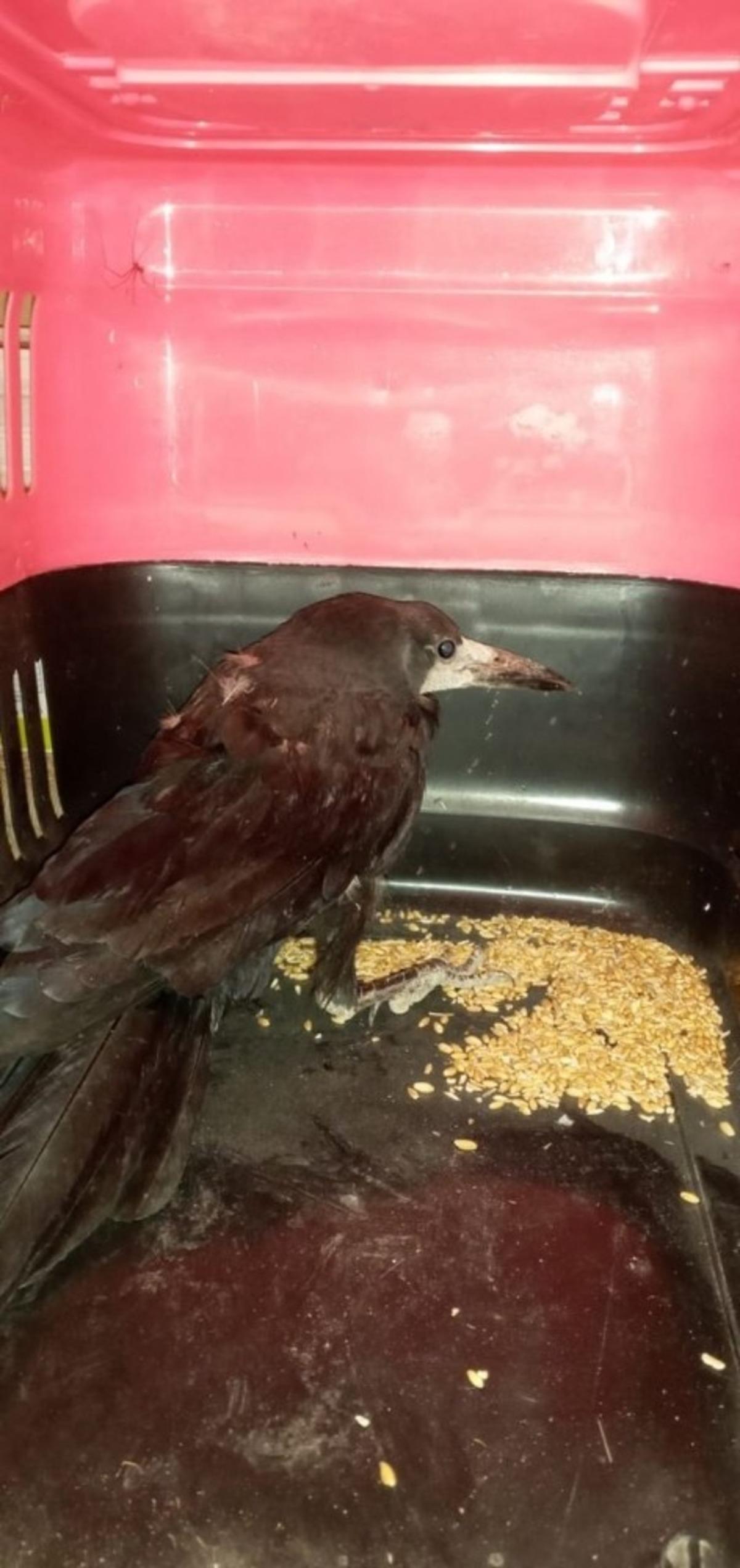 Yaralı karganın kırılan kanadını al&ccedil;ıya aldılar