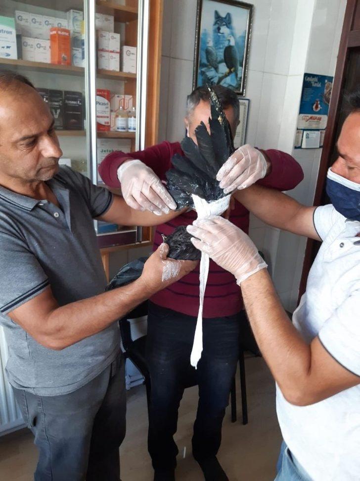 Yaralı karganın kırılan kanadını alçıya aldılar G2