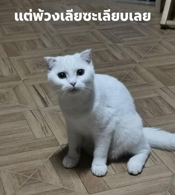 Tedavi etmek istediği kedisinin tüylerini yanlışlıkla beyazdan sarıya çevirdi  G1