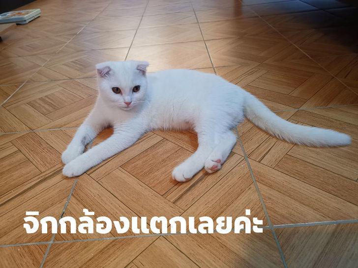 Tedavi etmek istediği kedisinin tüylerini yanlışlıkla beyazdan sarıya çevirdi  G5