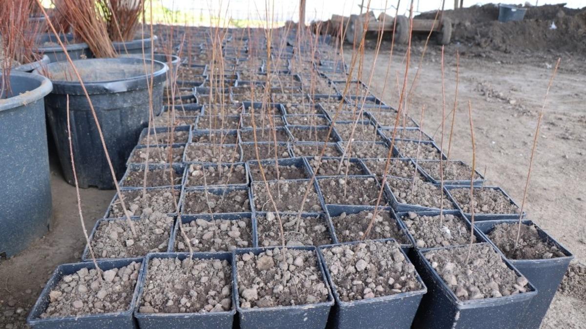 Kocaeli&rsquo;de her yıl 10 bin yeni fidan toprakla buluşuyor