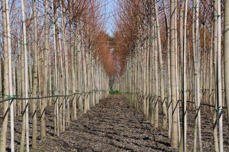 Kocaeli’de her yıl 10 bin yeni fidan toprakla buluşuyor G2