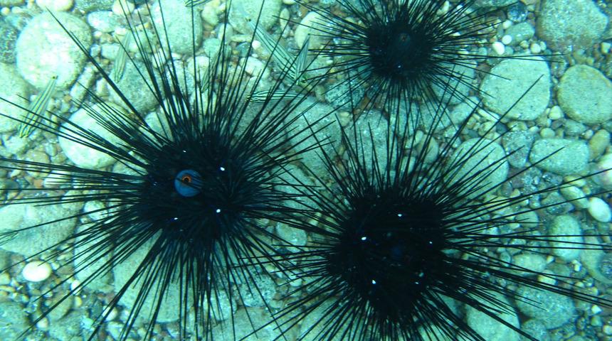 Akdeniz'de g&ouml;r&uuml;nt&uuml;lendi! Uzmanları uyarıyor: Deniz ayakkabısı giymeden girmeyin