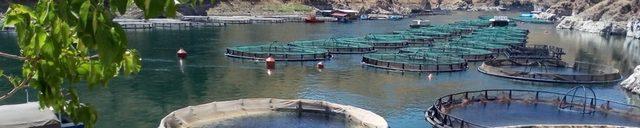 Malatya’da Somon Balığı üretimine önem