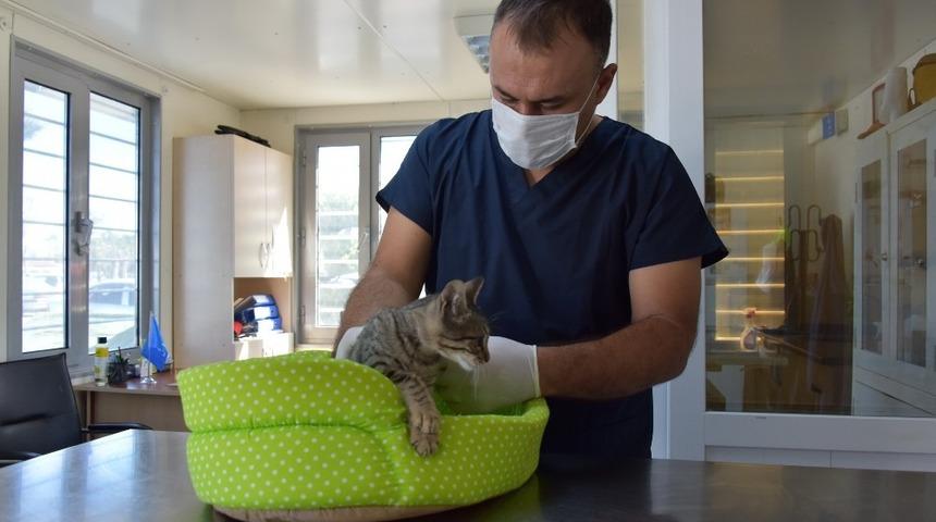 Sevimli dostlarımız yalnız değil