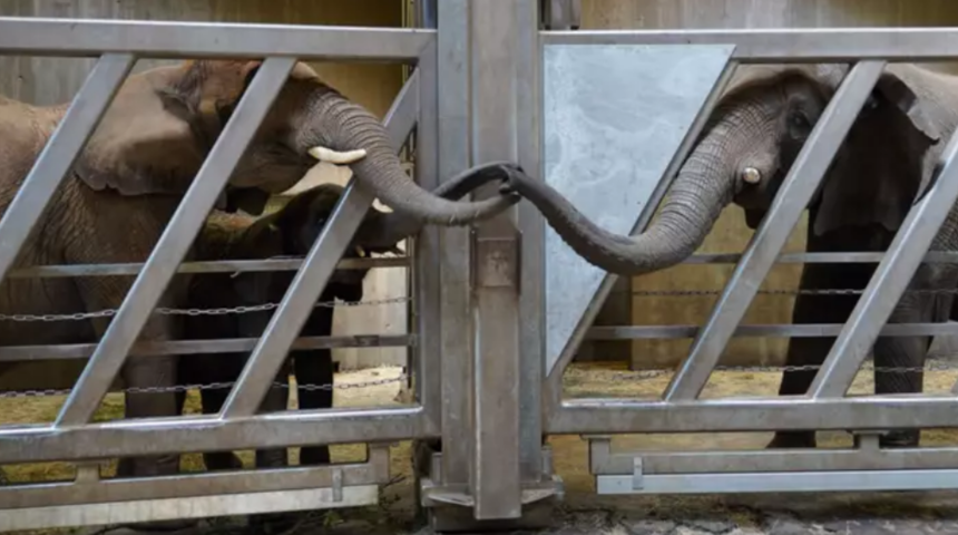 Fil ailesi yeniden bir araya geldi, böyle kutladılar!