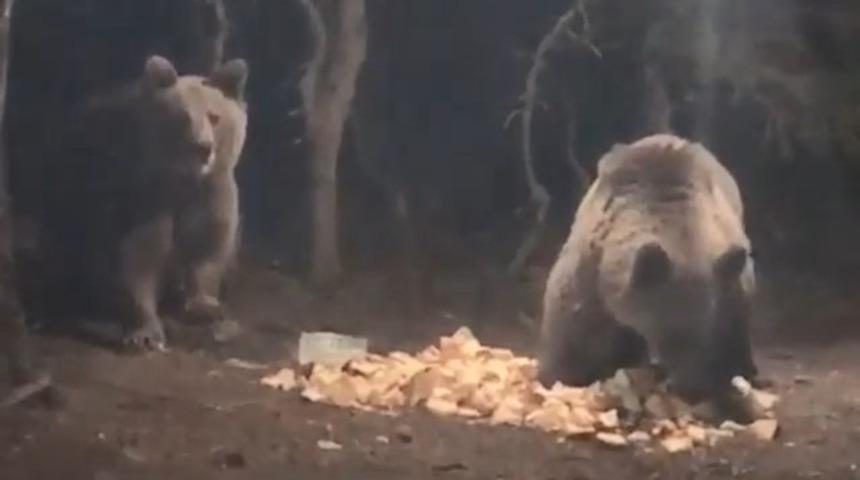 Uludağ'da şok görüntü! Aç kalan ayılar kamp alanına indi