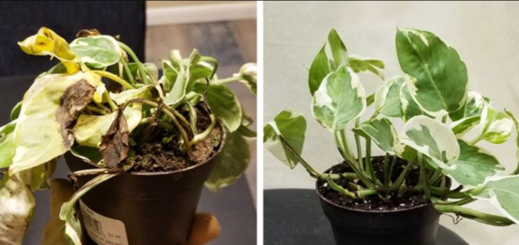 &Ouml;len bitkiyi kurtarmanın 5 etkili yolu