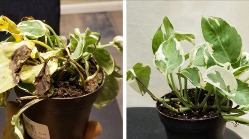 &Ouml;len bitkiyi kurtarmanın 5 etkili yolu