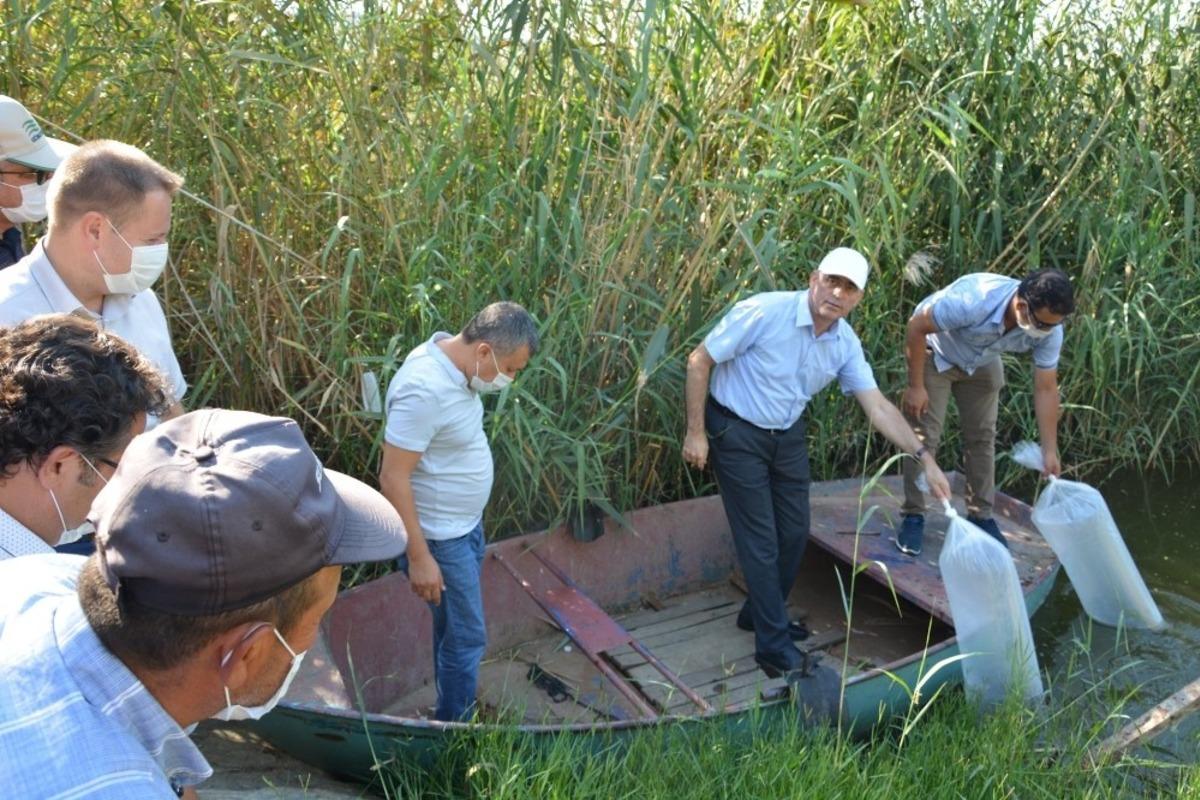 23 su kaynağına 91 bin 210 adet yavru sazan balığı bırakıldı
