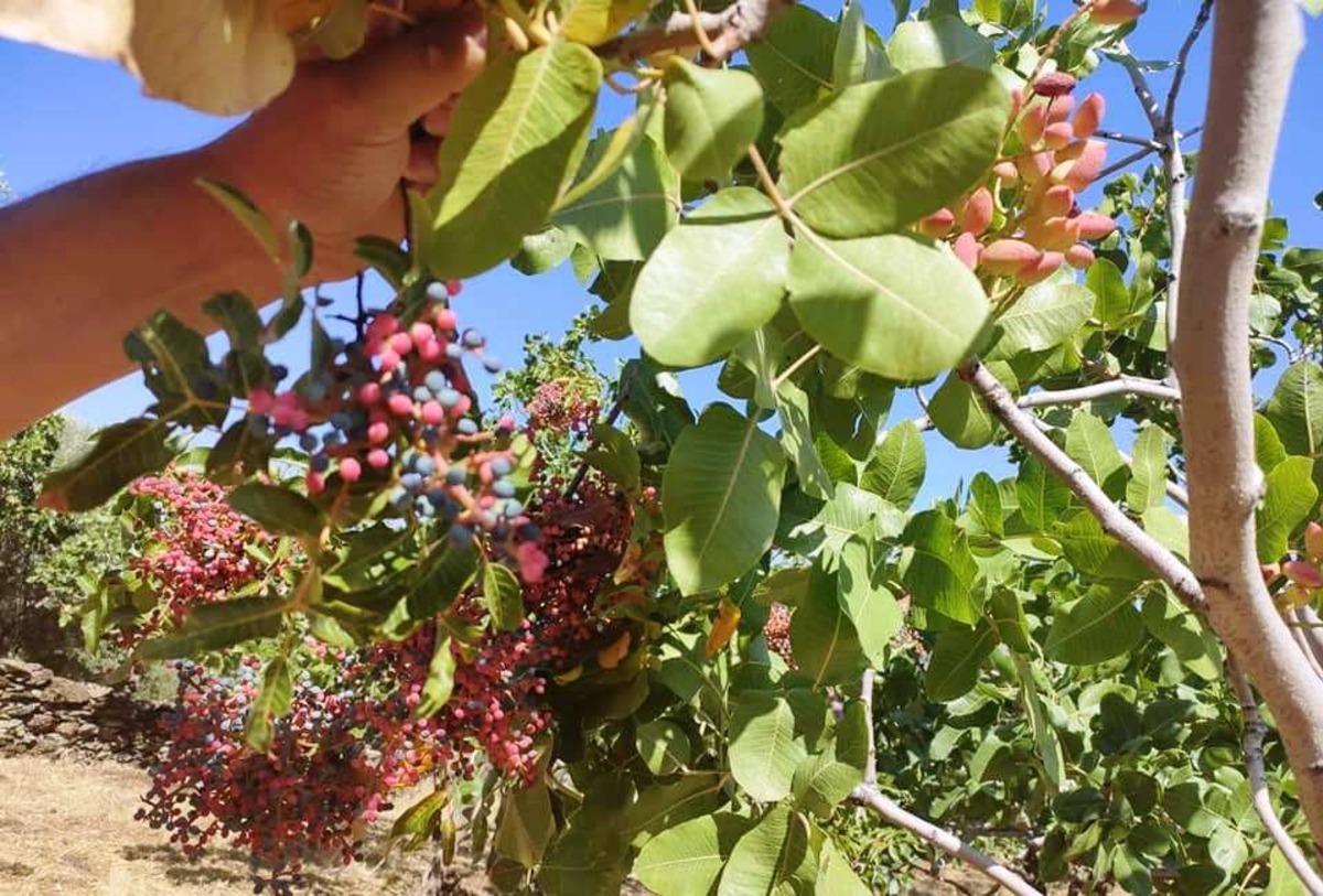 Burası Antep değil, Aydın
