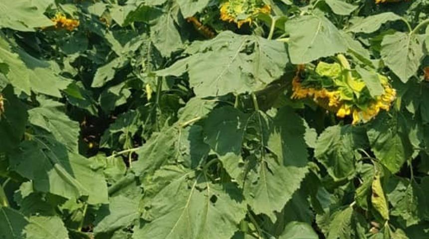 Altıntaş&rsquo;ta tarımda alternatif &uuml;r&uuml;n &uuml;retimi