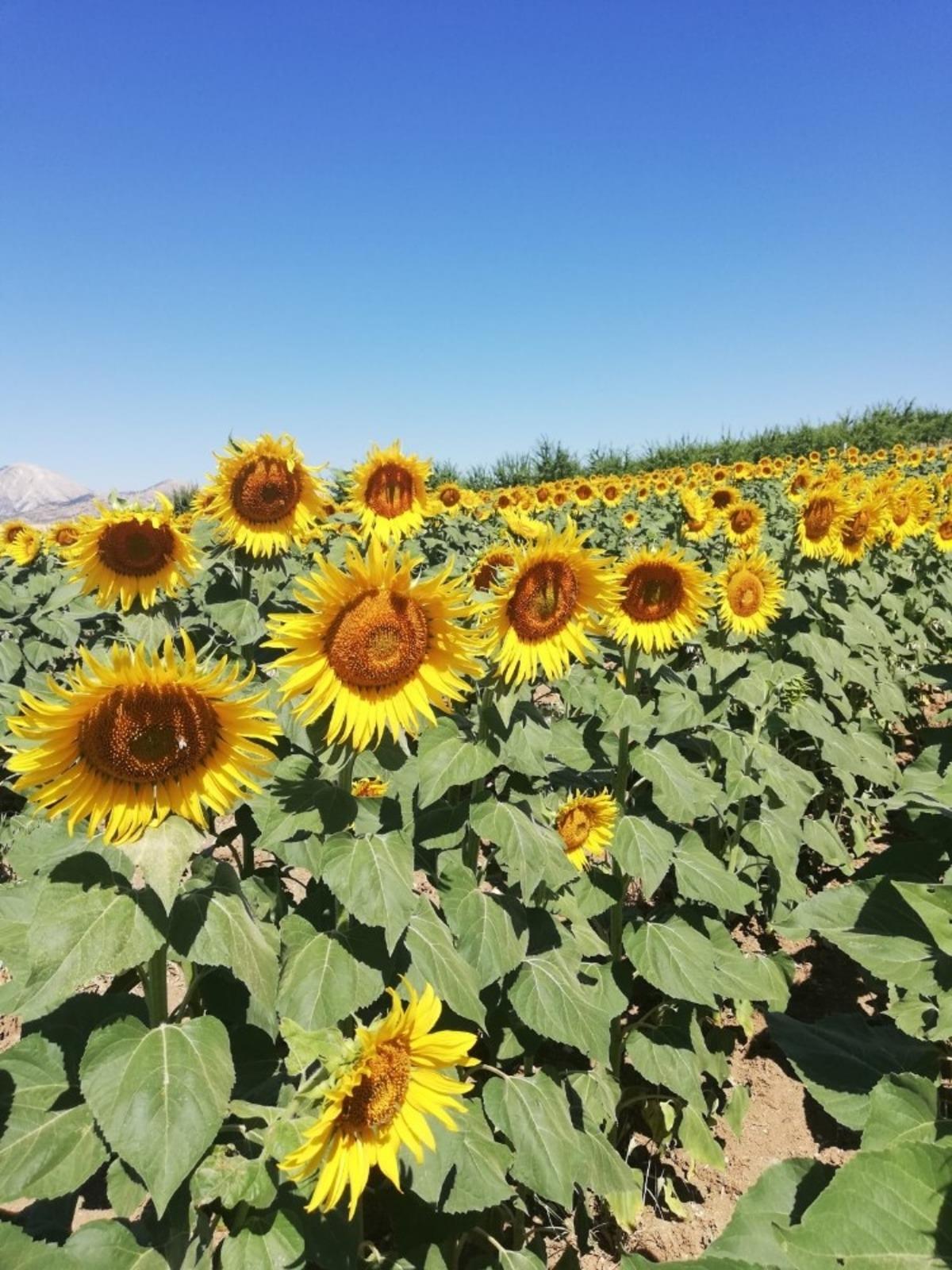 G&ouml;lbaşı il&ccedil;esinde ay&ccedil;i&ccedil;eği hasadı başladı