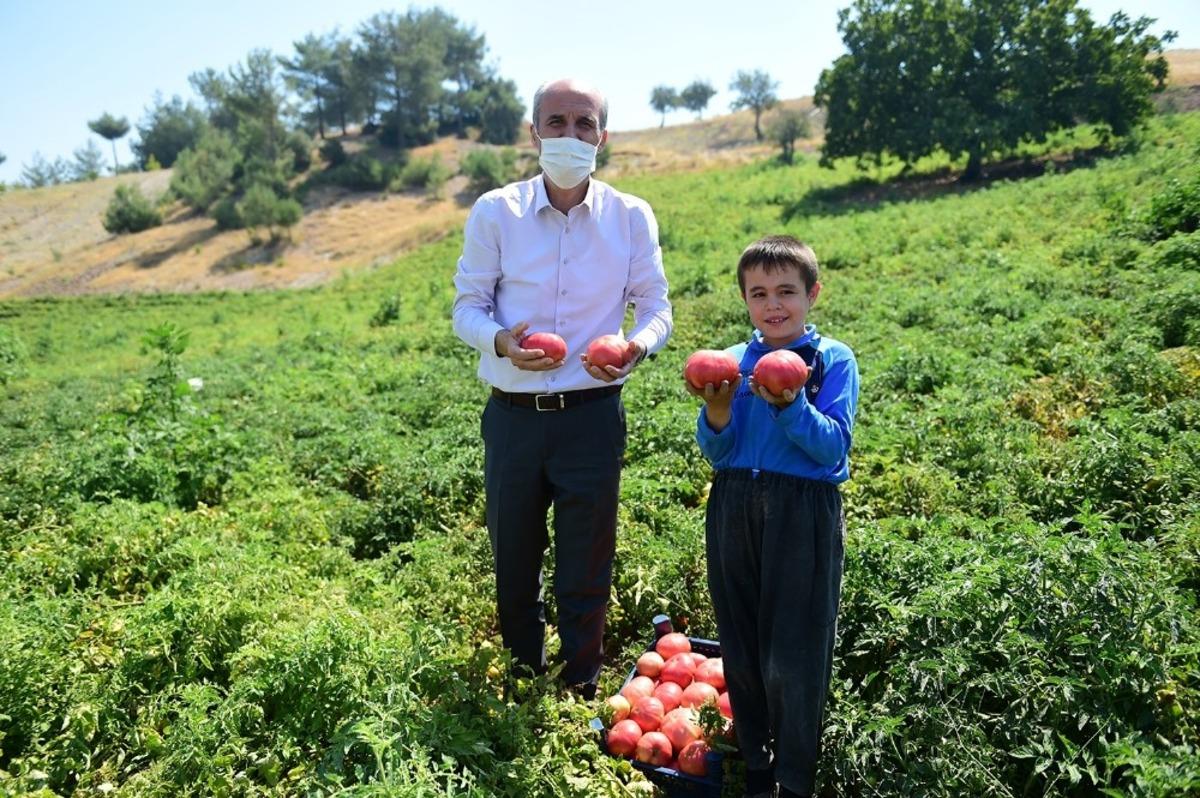Bulanık domatesinin &uuml;n&uuml; Kahramanmaraş&rsquo;ı aştı