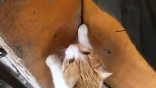 Bakkaldan kek alıp yiyen kedi görenleri şaşkına çevirdi!