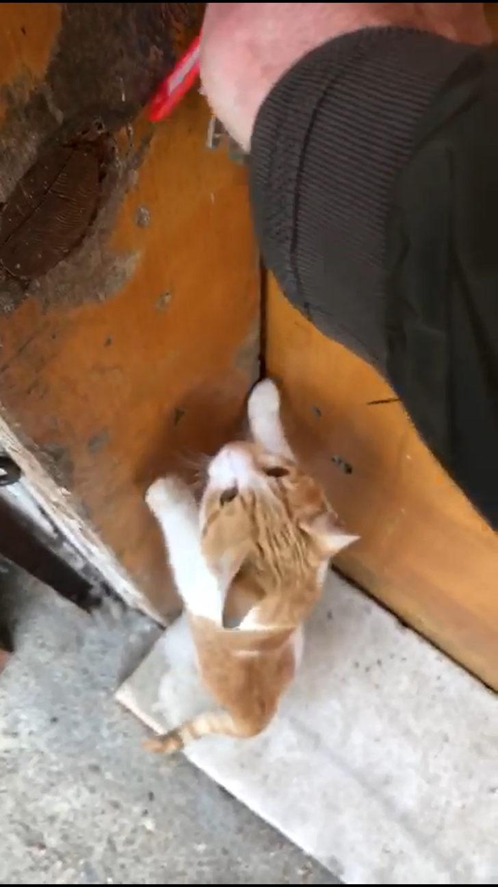Bakkaldan kek alıp yiyen kedi görenleri şaşkına çevirdi! Yaşam Haberleri