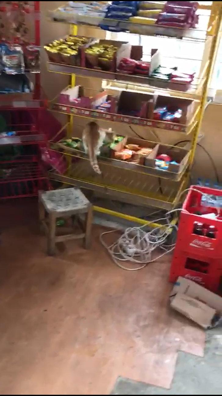 Bakkaldan kek alıp yiyen kedi görenleri şaşkına çevirdi! Yaşam Haberleri