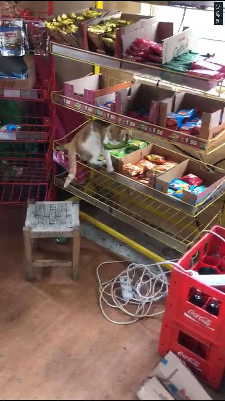 Bakkaldan kek alıp yiyen kedi görenleri şaşkına çevirdi! Yaşam Haberleri
