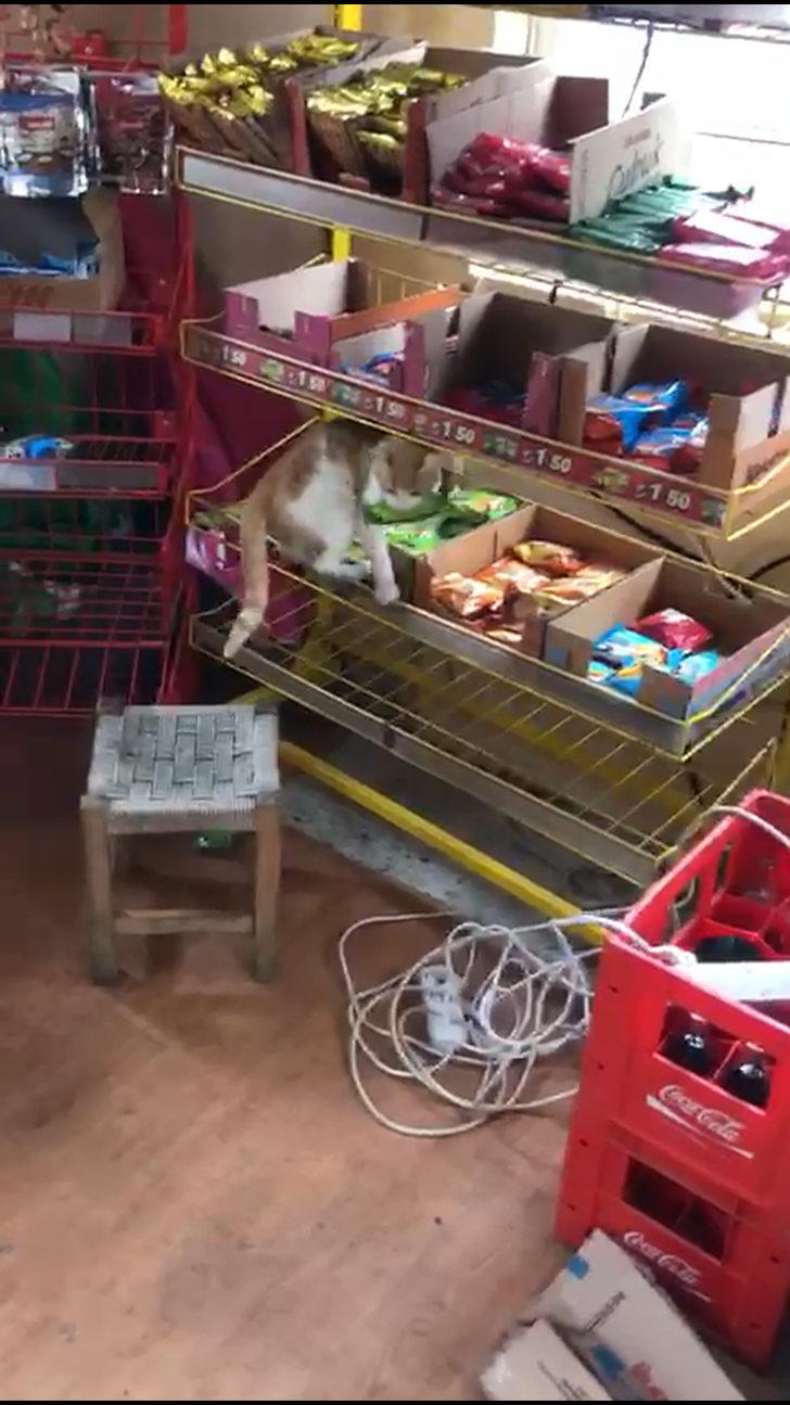 Bakkaldan kek alıp yiyen kedi görenleri şaşkına çevirdi! G4