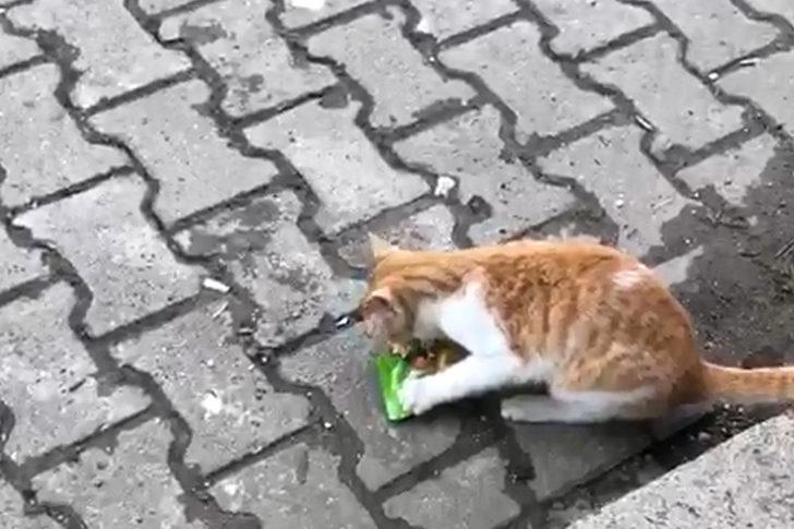 Bakkaldan kek alıp yiyen kedi görenleri şaşkına çevirdi! Yaşam Haberleri