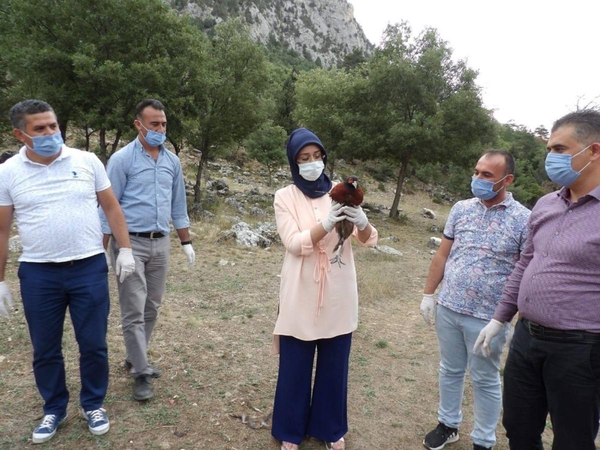 Derebucak&rsquo;ta 500 s&uuml;l&uuml;n doğaya bırakıldı